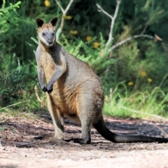 Wallabia bicolor (Swamp Wallaby) at Lochiel, NSW - 26 Dec 2022 by KylieWaldon