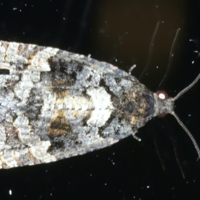 Tortricinae (subfamily) (A tortrix moth) at Ainslie, ACT - 26 Dec 2022 by jb2602