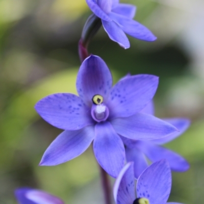 Thelymitra simulata (Graceful Sun-orchid) at Tharwa, ACT - 4 Dec 2022 by Tapirlord