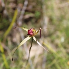 Caladenia montana (Mountain Spider Orchid) at Tennent, ACT - 4 Dec 2022 by Tapirlord