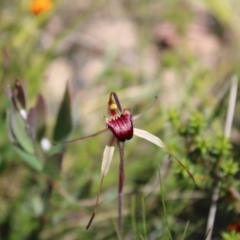 Caladenia montana (Mountain Spider Orchid) at Tharwa, ACT - 4 Dec 2022 by Tapirlord