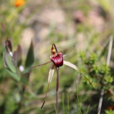 Caladenia montana (Mountain Spider Orchid) at Tharwa, ACT - 4 Dec 2022 by Tapirlord