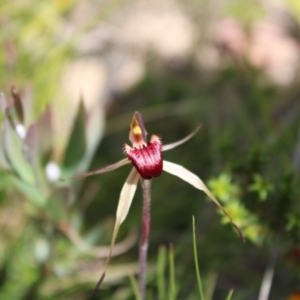 Caladenia montana at Tharwa, ACT - suppressed