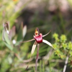 Caladenia montana at Tharwa, ACT - suppressed