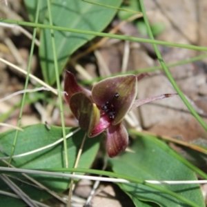 Chiloglottis valida at Cotter River, ACT - 6 Dec 2022