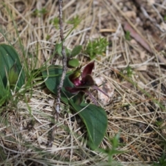 Chiloglottis valida at Cotter River, ACT - 6 Dec 2022