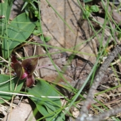 Chiloglottis valida at Cotter River, ACT - 6 Dec 2022