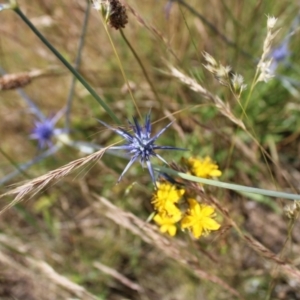 Eryngium ovinum at Harrison, ACT - 14 Dec 2022