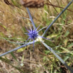 Eryngium ovinum at Harrison, ACT - 14 Dec 2022