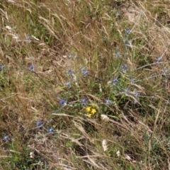 Eryngium ovinum at Harrison, ACT - 14 Dec 2022