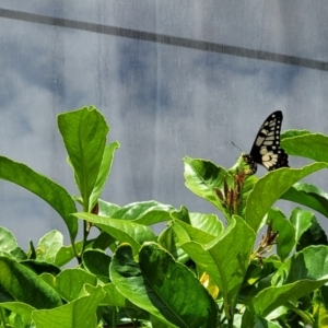 Papilio anactus at Holt, ACT - 31 Dec 2022