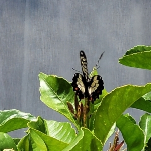 Papilio anactus at Holt, ACT - 31 Dec 2022 12:23 PM