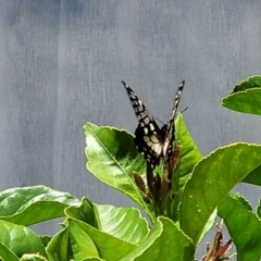 Papilio anactus at Holt, ACT - 31 Dec 2022