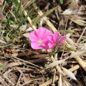 Convolvulus angustissimus subsp. angustissimus at Harrison, ACT - 14 Dec 2022 09:52 AM