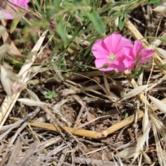 Convolvulus angustissimus subsp. angustissimus at Harrison, ACT - 14 Dec 2022 09:52 AM