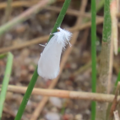 Tipanaea patulella (A Crambid moth) at Tidbinbilla Nature Reserve - 30 Dec 2022 by SandraH