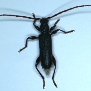 Callidiopis scutellaris at Ainslie, ACT - 26 Dec 2022