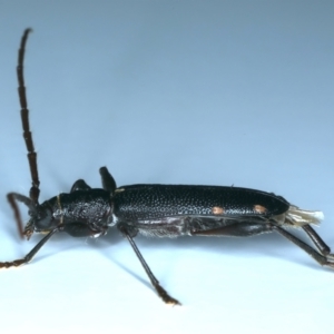 Callidiopis scutellaris at Ainslie, ACT - 26 Dec 2022