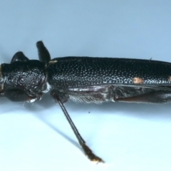 Callidiopis scutellaris at Ainslie, ACT - 26 Dec 2022