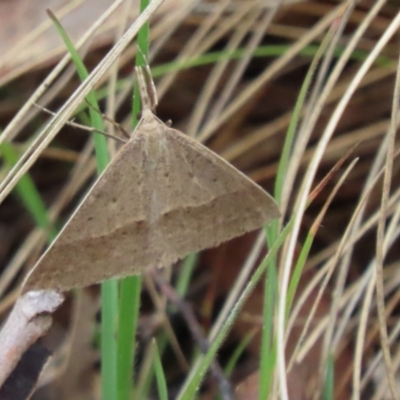 Epidesmia hypenaria (Long-nosed Epidesmia) at Paddys River, ACT - 31 Dec 2022 by SandraH