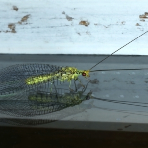 Italochrysa insignis at Ainslie, ACT - 26 Dec 2022