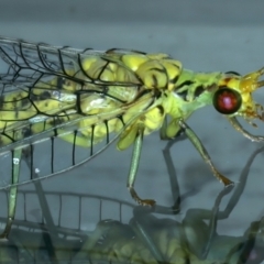 Italochrysa insignis at Ainslie, ACT - 26 Dec 2022