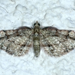 Chloroclystis approximata (Plumed or Cherry Looper) at Ainslie, ACT - 26 Dec 2022 by jb2602