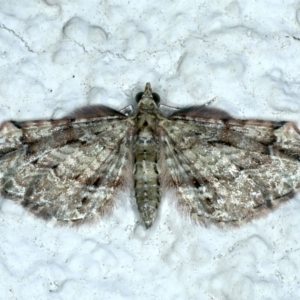 Chloroclystis approximata at Ainslie, ACT - 26 Dec 2022 12:04 AM