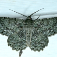 Hypodoxa muscosaria (Textured Emerald) at Ainslie, ACT - 26 Dec 2022 by jb2602