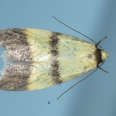 Heteroteucha translatella (Heteroteucha translatella) at Ainslie, ACT - 25 Dec 2022 by jb2602