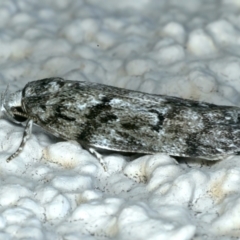 Philobota philostaura (A Concealer moth (Philobota group)) at Ainslie, ACT - 26 Dec 2022 by jb2602