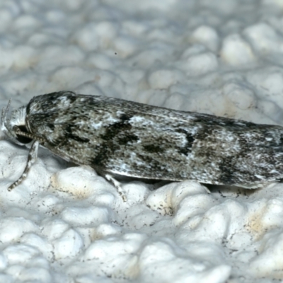 Philobota philostaura (A Concealer moth (Philobota group)) at Ainslie, ACT - 26 Dec 2022 by jb2602