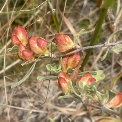 Hibbertia obtusifolia (Grey Guinea-flower) at Pearce, ACT - 30 Dec 2022 by CathyKatie