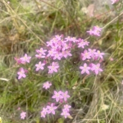 Centaurium erythraea (Common Centaury) at Pearce, ACT - 30 Dec 2022 by CathyKatie