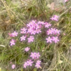 Centaurium erythraea (Common Centaury) at Mount Taylor - 30 Dec 2022 by Cathy_Katie