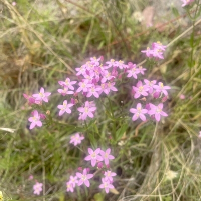 Centaurium erythraea (Common Centaury) at Pearce, ACT - 30 Dec 2022 by CathyKatie