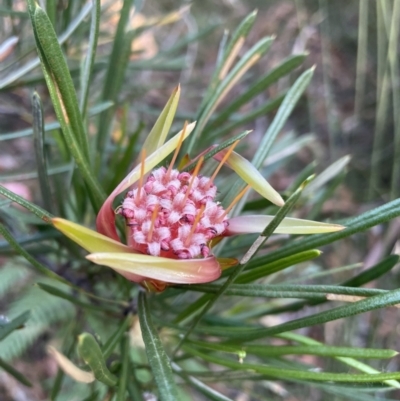 Lambertia formosa (Mountain Devil) at Vincentia, NSW - 28 Dec 2022 by CathyKatie