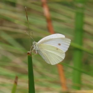 Pieris rapae at Kambah, ACT - 31 Dec 2022 11:42 AM