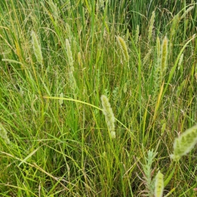 Polypogon monspeliensis (Annual Beard Grass) at Isaacs Ridge - 31 Dec 2022 by Mike