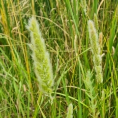 Polypogon monspeliensis at Jerrabomberra, ACT - 31 Dec 2022