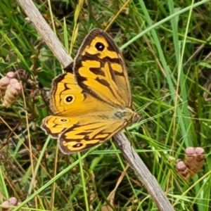 Heteronympha merope at Jerrabomberra, ACT - 31 Dec 2022