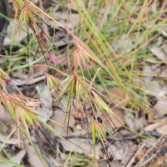 Themeda triandra (Kangaroo Grass) at Jerrabomberra, ACT - 31 Dec 2022 by Mike