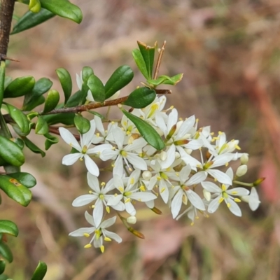 Bursaria spinosa subsp. lasiophylla (Australian Blackthorn) at Isaacs Ridge - 31 Dec 2022 by Mike