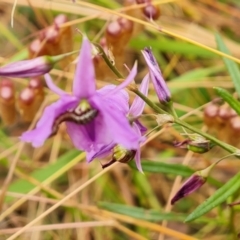 Arthropodium fimbriatum (Nodding Chocolate Lily) at Jerrabomberra, ACT - 31 Dec 2022 by Mike