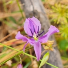 Arthropodium fimbriatum at Jerrabomberra, ACT - 31 Dec 2022