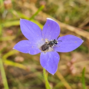 Lasioglossum (Chilalictus) lanarium at Jerrabomberra, ACT - 31 Dec 2022