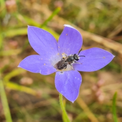 Lasioglossum (Chilalictus) lanarium (Halictid bee) at Isaacs Ridge - 31 Dec 2022 by Mike
