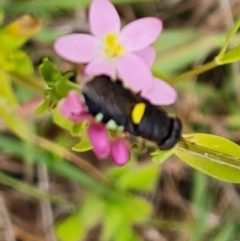 Odontomyia hunteri (Soldier fly) at Jerrabomberra, ACT - 31 Dec 2022 by Mike