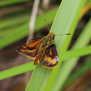 Ocybadistes walkeri at Kambah, ACT - 31 Dec 2022 11:50 AM