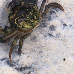 Unidentified Crab at Wallagoot, NSW - 25 Dec 2022 by KylieWaldon